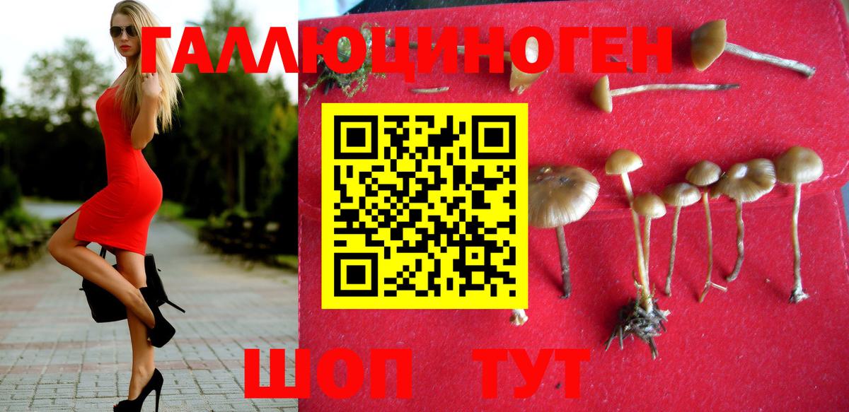 Галлюциногенные грибы Psilocybe Городец